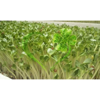 Hạt giống mầm củ cải trắng