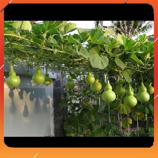 2g Hạt Giống Bầu Hồ Lô (Lagenaria siceraria) NNF1