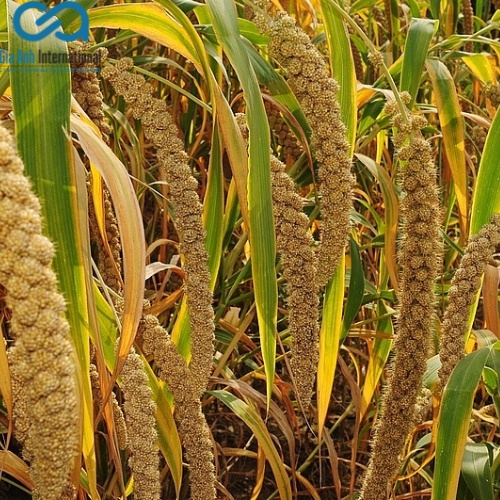 Hạt kê chùm dành cho chim cảnh, vẹt, yến phụng, hamster - Cung cấp dinh dưỡng cho thú cưng - Túi 1kg