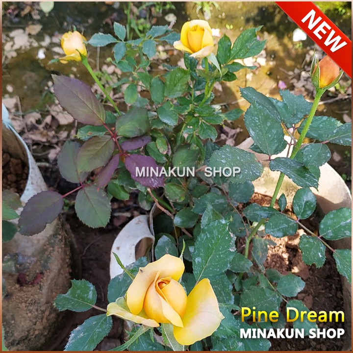 ( NEW ) - Gốc hoa hồng ngoại Pine Dream vàng đồng cực hot Shop đã ủ kích rễ, rễ trần hàng đẹp