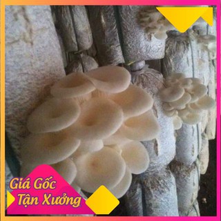 phôi nấm sò -bào ngư tím
