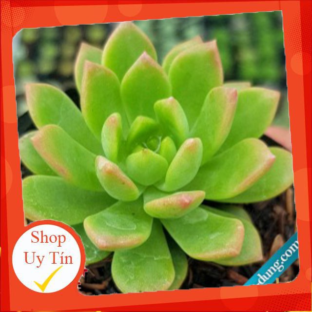 Sen đá Mặt trời mới🍏 |FREESHIP| 🔥 XỨ NÓNG, ĐÃ THUẦN KHÍ HẬU, KHOẺ ĐẸP 🍏 LỖI 1 ĐỔI 1