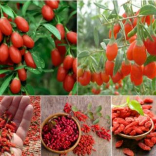 Cây giống Kỷ Tử