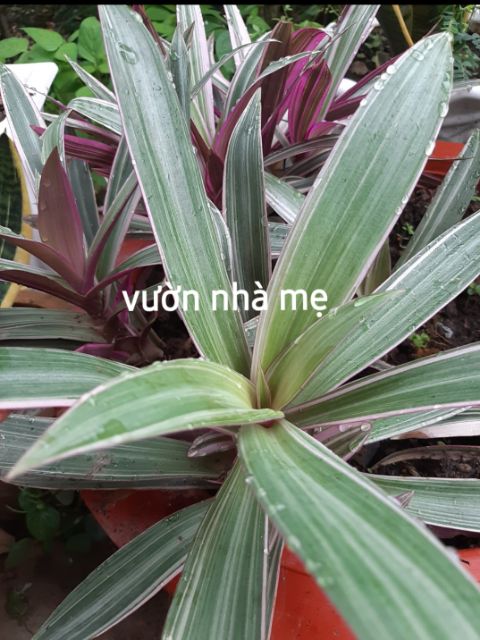 Cây lẻ bạn sọc trắng, thài lài, bảy sắc cầu vòng