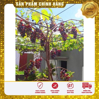 COMBO 5 gói hạt giống nho Pháp TẶNG 1 phân bón