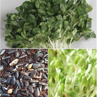 HẠT GIỐNG MẦM HƯỚNG DƯƠNG