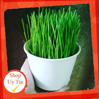 SIZE MAX cỏ mèo cho boss