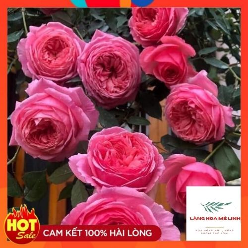 – Giống hồng Nhật sai hoa quanh năm.