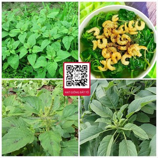 Hạt giống rau dền xanh lá liễu - gói 20gram