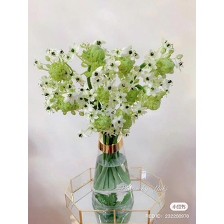 Củ hoa THIÊN NGA TRẮNG MẮT NGỌC