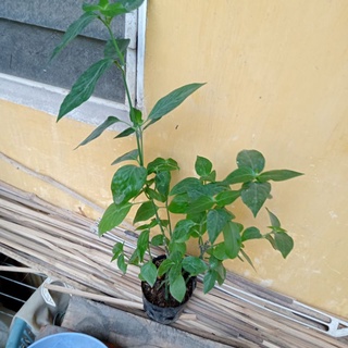 Cây giống cẩm đỏ,  cẩm tím