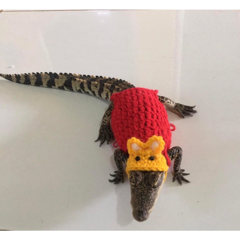 Nón áo thằn lằn