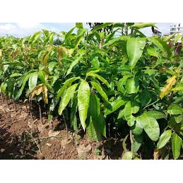 Cây giống xoài keo