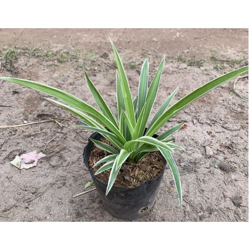Cây Dây Nhện, Cỏ Lan Chi, Cỏ Mẫu Tử (Chỉ giao miền bắc)