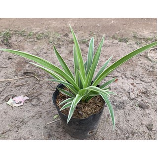 Cây dây nhện, cỏ lan chi, cỏ mẫu tử