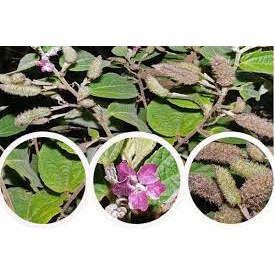 Cây An Xoa hổ trợ ổn định đường huyết - Hàng công ty Thảo Dược Việt