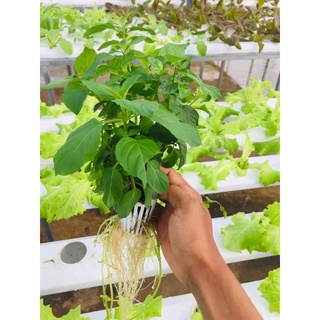 Rọ Trồng Rau Thủy Canh