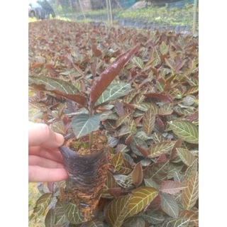 Cây giống khôi nhung