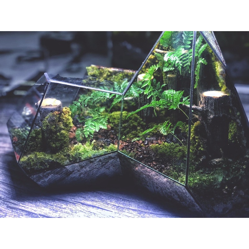 Bể đa giác trang trí bán cạn, terrarium kích thước D32xR24xC27