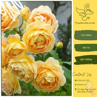 Hoa hồng leo golden celebration c10 - cây cảnh - hoa hồng - thân leo