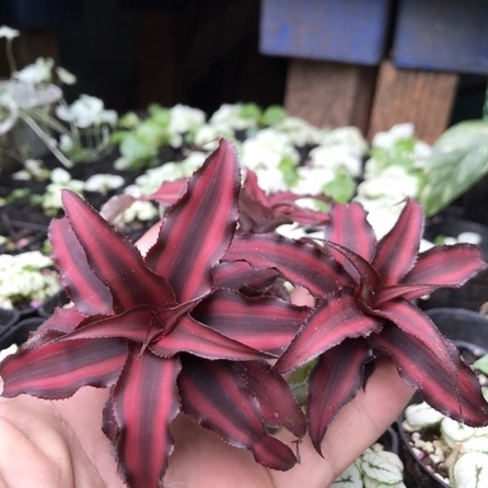 Cryptanthus Red Star, dứa phụng đỏ, dứa màu, bán cạn, trang trí tiểu cảnh, dứa Philippine, Cryptanthus Brivitthus
