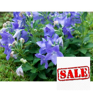 Hạt giống hoa cát cánh 100 hạt sale