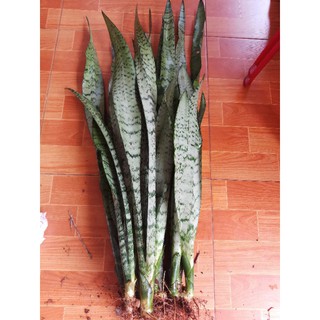 Combo 30 cây lưỡi hổ xanh đẹp
