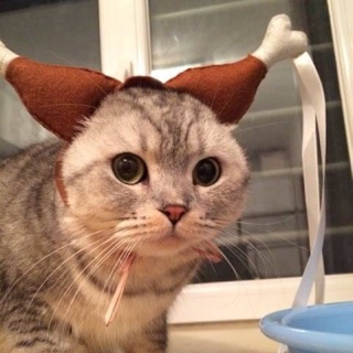 Mũ cô cô đùi gà cho thú cưng