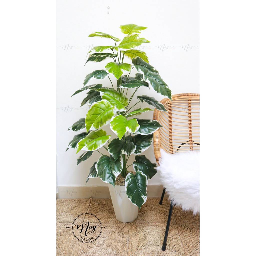 Cây giả, Cây Lá Rùa, Trầu Bà Monstera, Môn Đốm