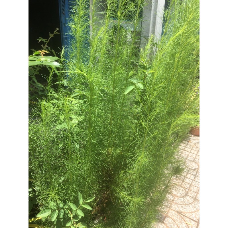 Cây thuỷ tùng bầu đất không chậu