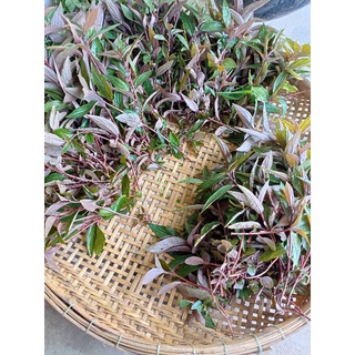 Cây thuoc dòi tươi cây bọ mắm tươi 1kg