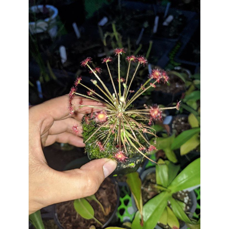 cây cảnh dro paradoxa