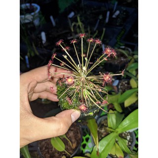 Cây cảnh dro paradoxa