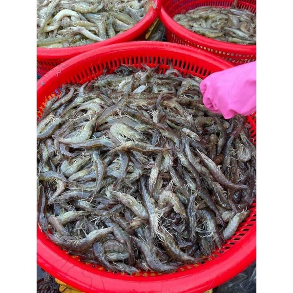 99k set 50 bánh Bột lọc Huế Sống kèm mắm(giao nhanh TP HCM)