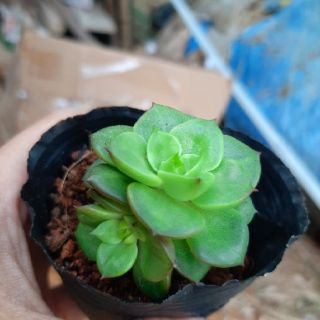 Sen đá xương rông