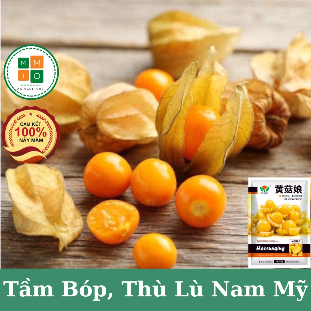 Hạt giống tầm bóp, thù lù Nam Mỹ (quả lồng đèn) giàu dinh dưỡng tốt cho sức khỏe
