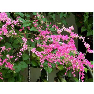 Cây giống hoa tigon, cây dây leo trồng hàng rào, Antigonon leptopus Hook.Et Arn -UtNho