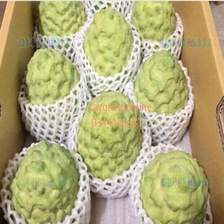 Cây na dứa đài loan