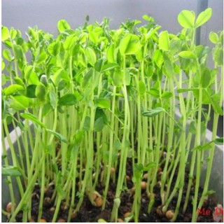 50Gram Hạt Mầm đậu Hà Lan