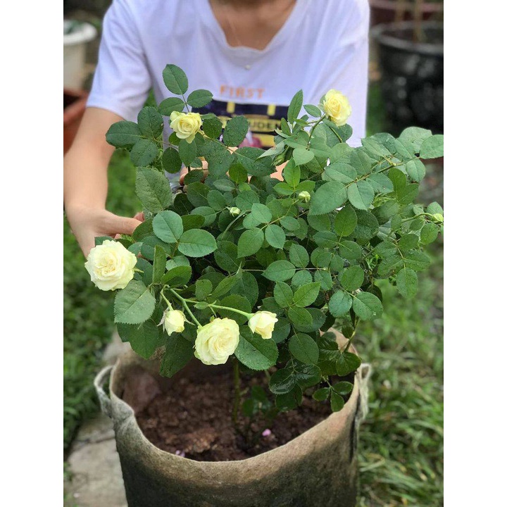 Hoa Hồng Bụi Creamy Eden màu Xanh Mơ Mộng-Hoangoaimelinh