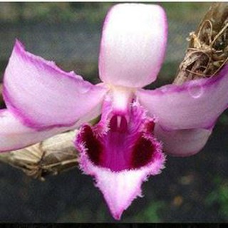 giả hạc nù tam bố