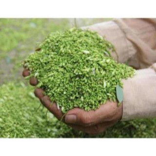 Cây Giống Hòe Nếp Cao Sản