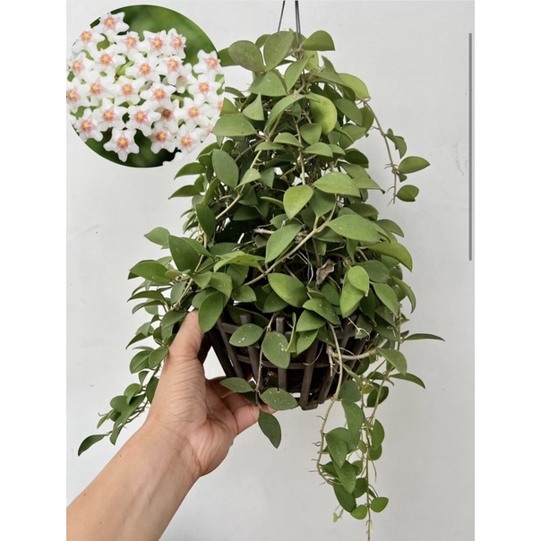 Chậu hoa Cẩm cù Hoya nummularioides lớn như hình