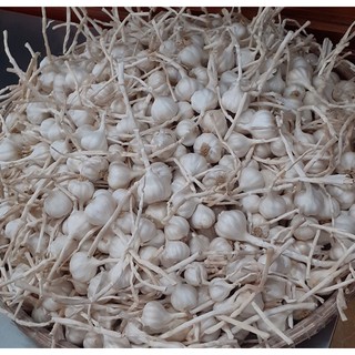 Tỏi LÝ SƠN nhà trồng( cam kết đúng tỏi LÝ SƠN)