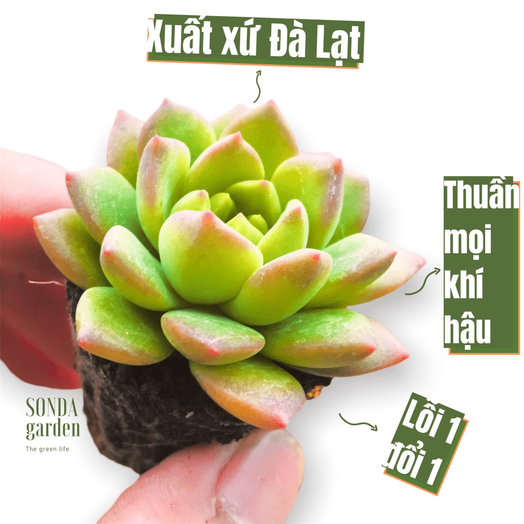 Sen đá mặt trời SONDA GARDEN size mini 2.5-4cm, xuất xứ Đà Lạt, khoẻ đẹp, lỗi 1 đổi 1