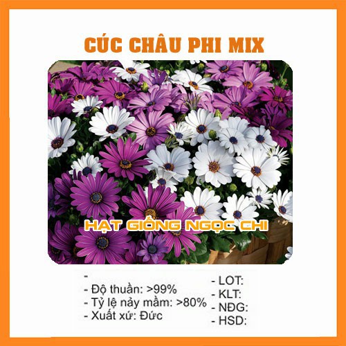 Hạt Giống Hoa Cúc Châu Phi Mix - 20 Hạt