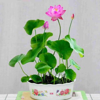 5h - HẠT GIỐNG HOA SEN MINI