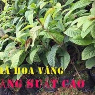 Trà  hoa vàng
