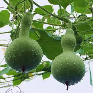 100 hạt giống bầu hồ lô MINI