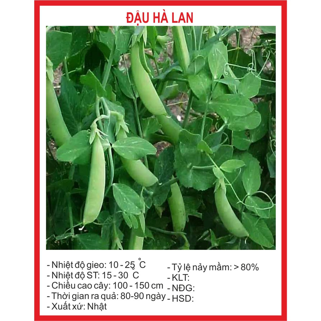 [Mã SKAMCLU9 giảm 10% đơn 100K] Hạt giống đậu Hà Lan - 50gram